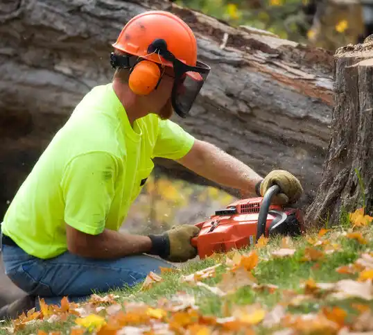 tree services Bellwood